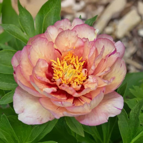 Bujori ITOH Parfumati "Callies Memory" Rizomi