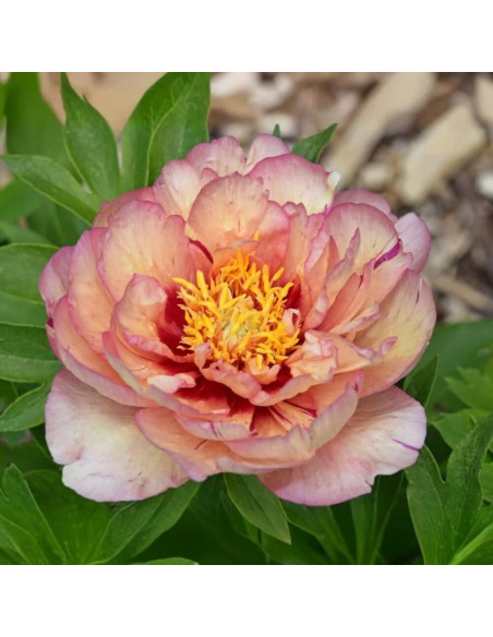 Bujori ITOH Parfumati "Callies Memory" Rizomi