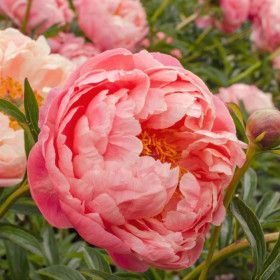 Bujori Parfumati "Coral Supreme" Rizomi