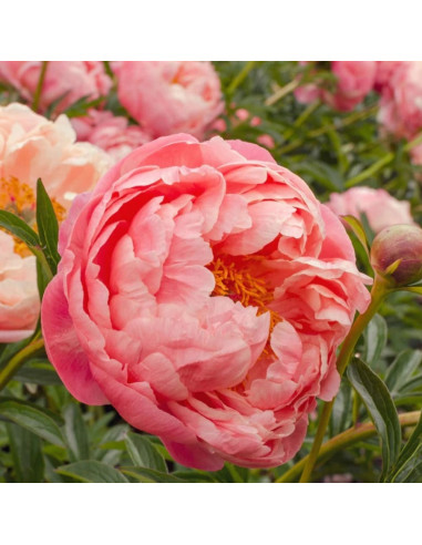 Bujori Parfumati "Coral Supreme" Rizomi