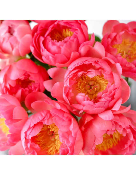 Bujori Parfumati "Coral Charm" Rizomi