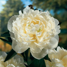 Bujori Albi Parfumati "Duchesse de Nemours" Rizomi
