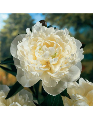 Bujori Albi Parfumati "Duchesse de Nemours" Rizomi