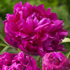 Bujori Violet Parfumati "Inspecteur Lavrenge" Rizomi