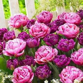 Lalele Mix "Purple Explosion" 30 Bulbi/Pachet