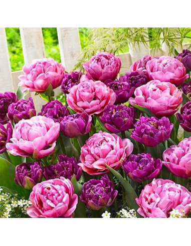 Lalele Mix "Purple Explosion" 30 Bulbi/Pachet