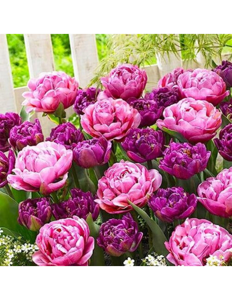 Lalele Mix "Purple Explosion" 30 Bulbi/Pachet