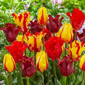Lalele Mix "Red-Orange-Yellow" 30 Bulbi/Pachet