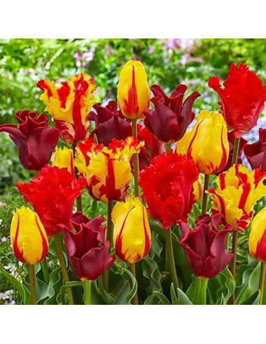 Lalele Mix "Red-Orange-Yellow" 30 Bulbi/Pachet