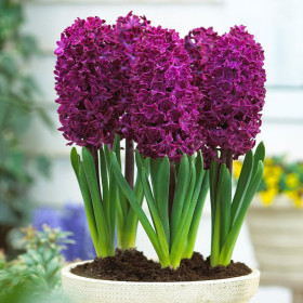 Zambile Violet "Woodstock" 2 Bulbi Mari 18+