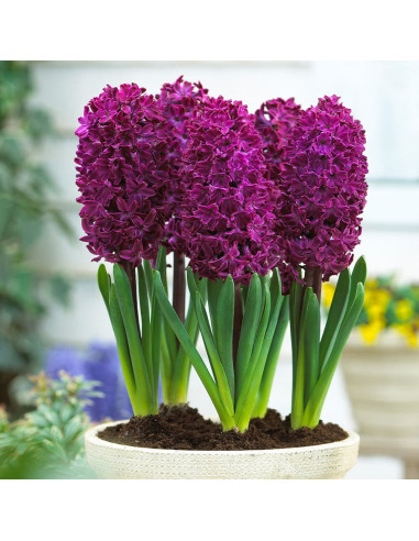Zambile Violet "Woodstock" 2 Bulbi Mari 18+