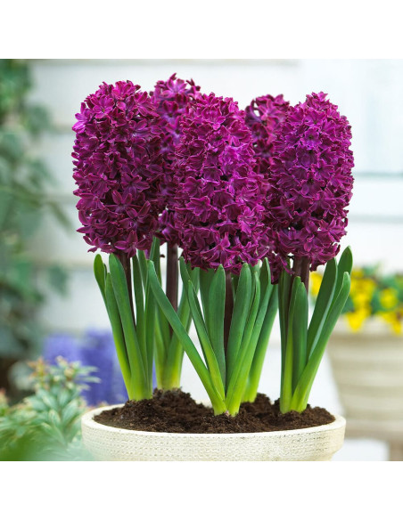 Zambile Violet "Woodstock" 2 Bulbi Mari 18+