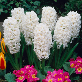 Zambile Albe "White Pearl" 2 Bulbi Mari 18+