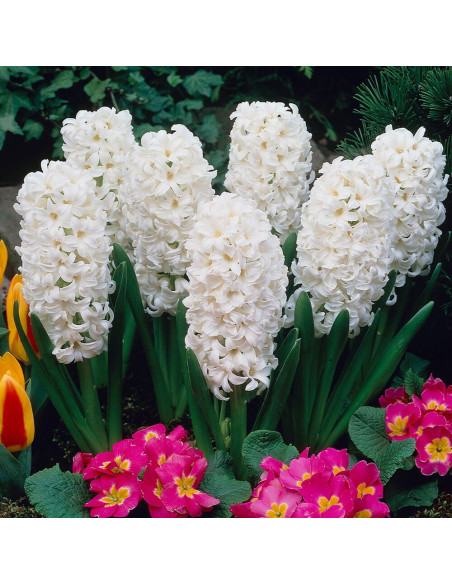 Zambile Albe "White Pearl" 2 Bulbi Mari 18+