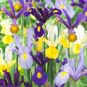 Iris Hollandica Mix "Pachet Promo" 30 Bulbi