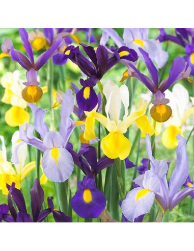 Iris Hollandica Mix "Pachet Promo" 30 Bulbi