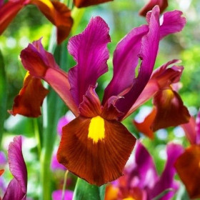 Iris Hollandica Mix "Red Amber" 5 Bulbi