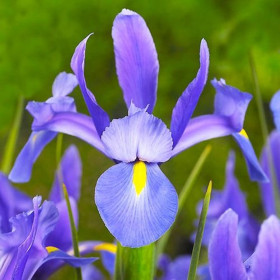Iris Hollandica "Sapphire Beauty" 5 Bulbi