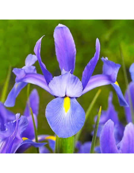 Iris Hollandica "Sapphire Beauty" 5 Bulbi