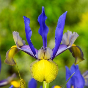 Iris Hollandica "Miss Saigon" 5 Bulbi