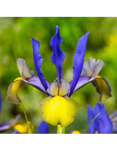 Iris Hollandica "Miss Saigon" 5 Bulbi