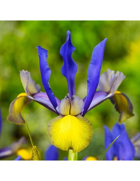 Iris Hollandica "Miss Saigon" 5 Bulbi
