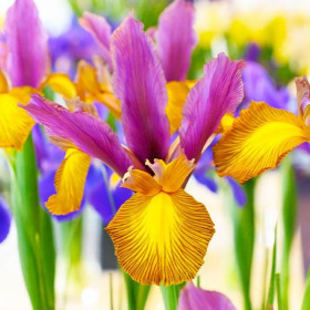 Iris Hollandica "Special Picasso" 5 Bulbi