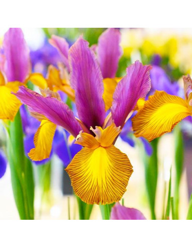 Iris Hollandica "Special Picasso" 5 Bulbi