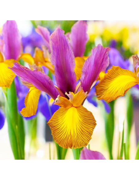 Iris Hollandica "Special Picasso" 5 Bulbi