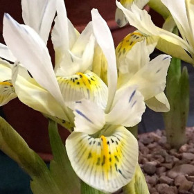 Iris Reticulata "Katherine Gold" 5 Bulbi
