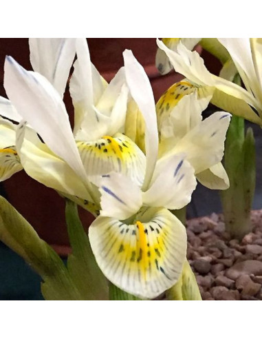 Iris Reticulata "Katherine Gold" 5 Bulbi
