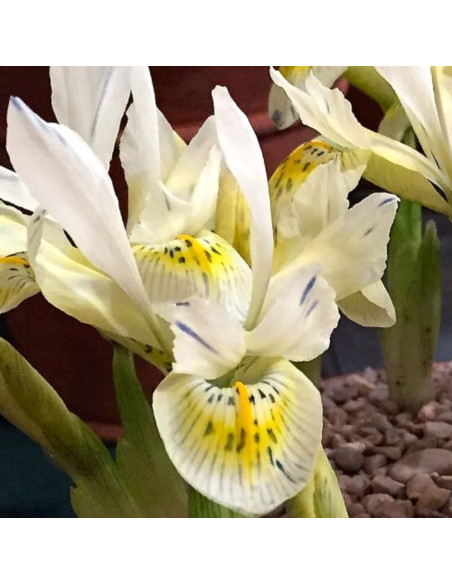 Iris Reticulata "Katherine Gold" 5 Bulbi
