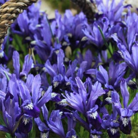 Iris Reticulata "Fabiola" 5 Bulbi