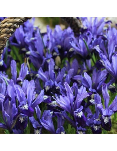 Iris Reticulata "Fabiola" 5 Bulbi