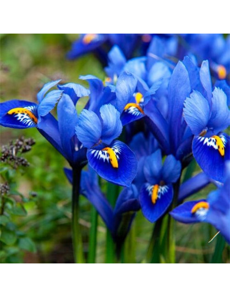 Iris Reticulata "Harmony" 5 Bulbi