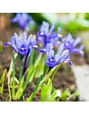 Iris Reticulata "Rhapsody" 5 Bulbi