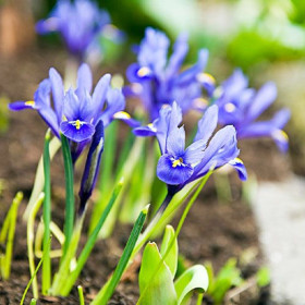 Iris Reticulata "Rhapsody" 5 Bulbi