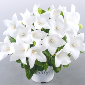 Platycodon - Floarea Balon "Popstar White" - Radacina Floare Perena