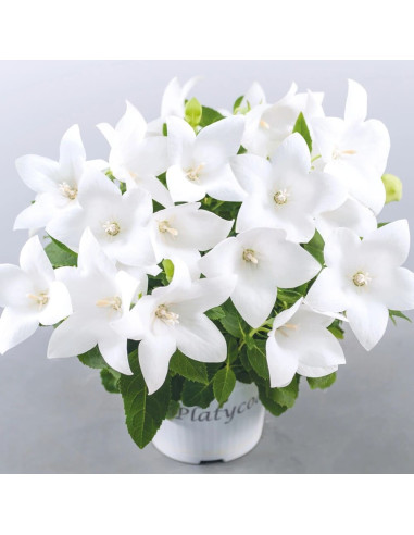 Platycodon - Floarea Balon "Popstar White" - Radacina Floare Perena