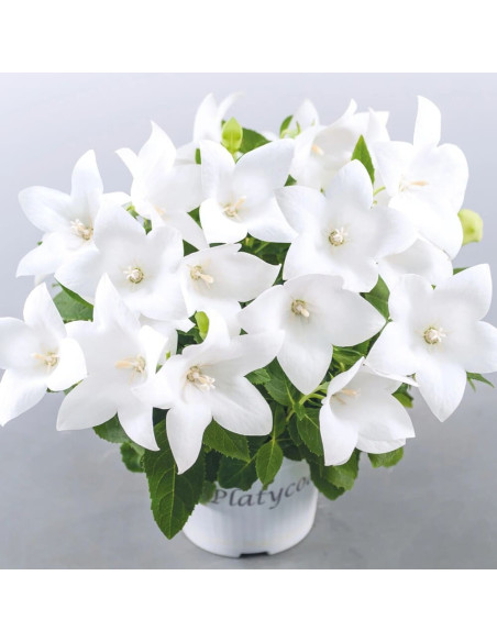 Platycodon - Floarea Balon "Popstar White" - Radacina Floare Perena