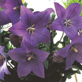 Platycodon - Floarea Balon "Popstar Blue" - Radacina Floare Perena