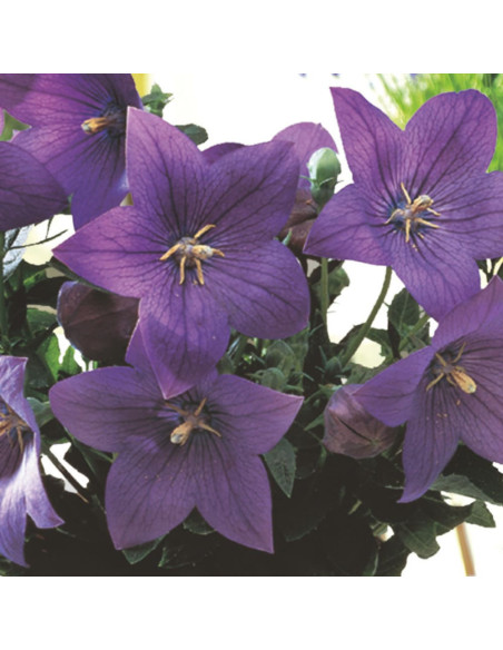 Platycodon - Floarea Balon "Popstar Blue" - Radacina Floare Perena