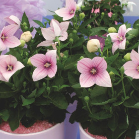 Platycodon - Floarea Balon "Popstar Pink" - Radacina Floare Perena