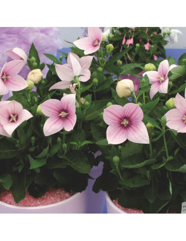 Platycodon - Floarea Balon "Popstar Pink" - Radacina Floare Perena