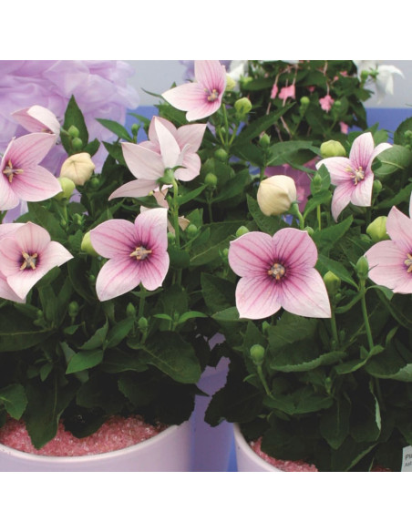 Platycodon - Floarea Balon "Popstar Pink" - Radacina Floare Perena