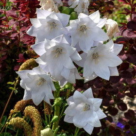 Platycodon - Floarea Balon "Hakone White" - Radacina Floare Perena