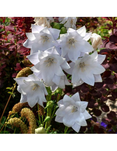 Platycodon - Floarea Balon "Hakone White" - Radacina Floare Perena