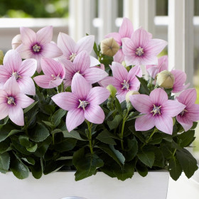 Platycodon - Floarea Balon "Pink" - Radacina Floare Perena