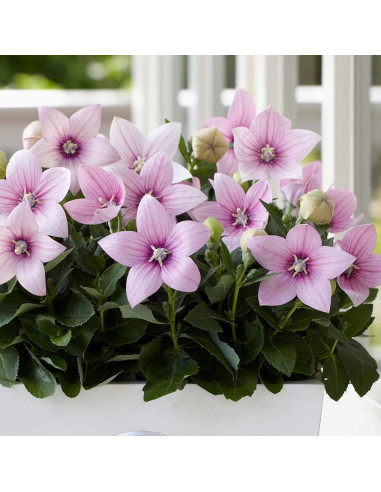 Platycodon - Floarea Balon "Pink" - Radacina Floare Perena