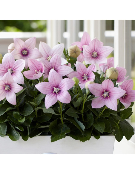 Platycodon - Floarea Balon "Pink" - Radacina Floare Perena